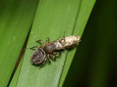 Maratus