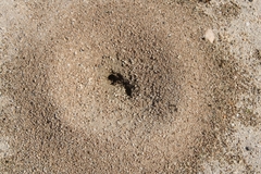 Veromessor pergandei