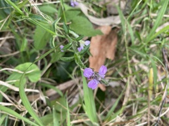 Rostellularia adscendens