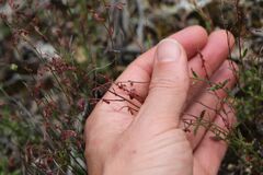 Gonocarpus tetragynus