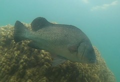 Plectorhinchus gibbosus