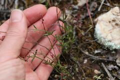 Gonocarpus tetragynus