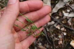 Gonocarpus tetragynus