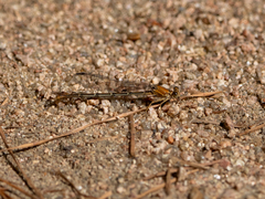 Argia moesta