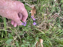 Rostellularia adscendens