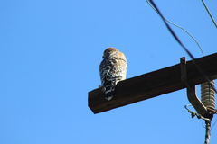 Buteo lineatus elegans
