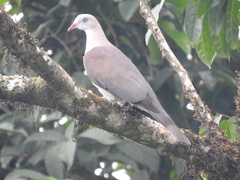 Ducula badia