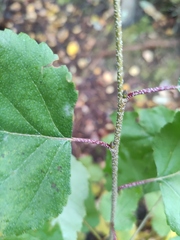 Betula pubescens