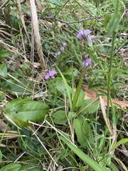 Rostellularia adscendens