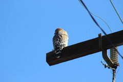Buteo lineatus elegans