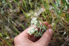 Pimelea linifolia