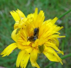 Halictidae