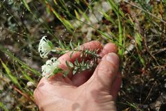 Pimelea linifolia