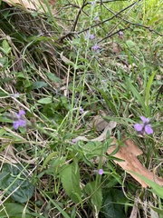 Rostellularia adscendens