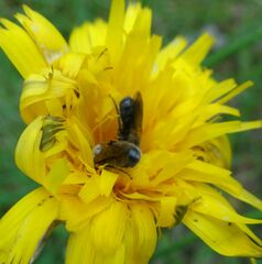 Halictidae