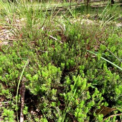 Acrotriche serrulata