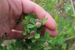Trifolium glomeratum