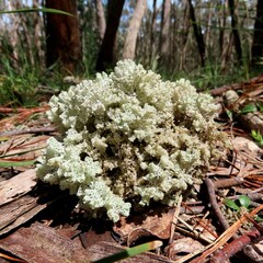 Pulchrocladia retipora