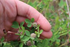 Trifolium glomeratum