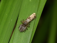 Maratus