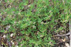 Trifolium glomeratum