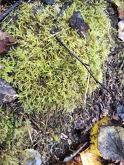 Rhytidiadelphus squarrosus