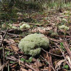 Cladonia confusa