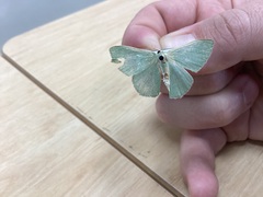 Prasinocyma semicrocea