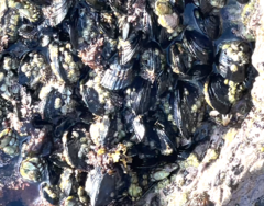 Mytilus californianus