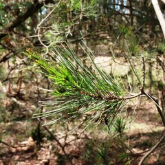Allocasuarina littoralis