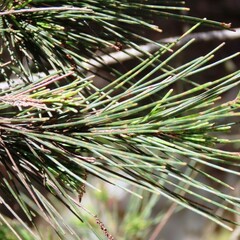 Allocasuarina littoralis