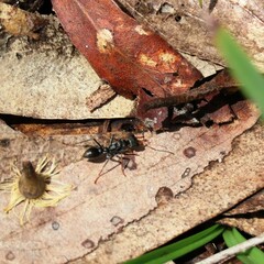 Myrmecia