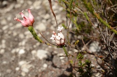 Erica ampullacea