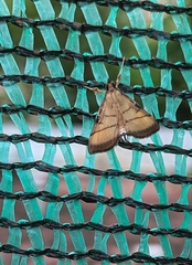 Cnaphalocrocis