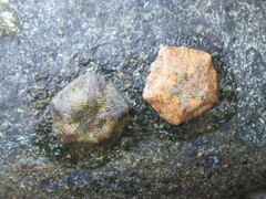 Cryptasterina pentagona