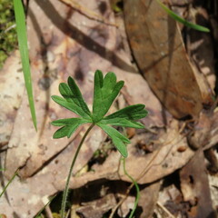 Geranium solanderi