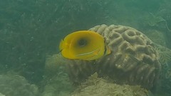 Chaetodon bennetti