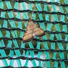 Cnaphalocrocis
