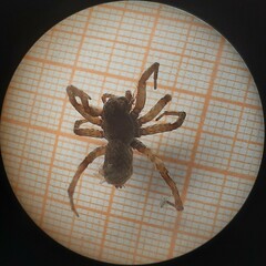 Pardosa