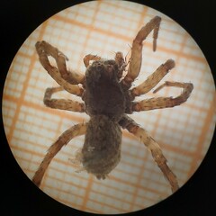 Pardosa