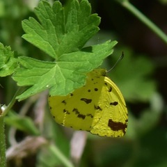 Eurema smilax