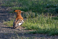 Upupa epops africana