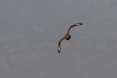 Otidiformes