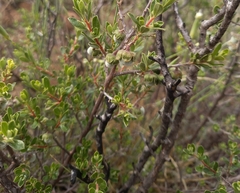 Diospyros