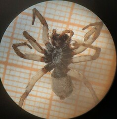 Pardosa