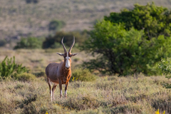 Damaliscus pygargus phillipsi