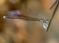 Proplatycnemis pseudalatipes