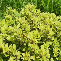 Xanthocnemis zealandica