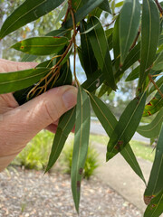 Eucalyptus curtisii