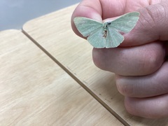 Prasinocyma semicrocea